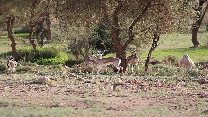 20 ألف ريال عقوبة عرض الكائنات الفطرية عبر منصات التواصل