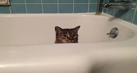 فتاة تطلب الطلاق من زوجها بسبب " القطط "