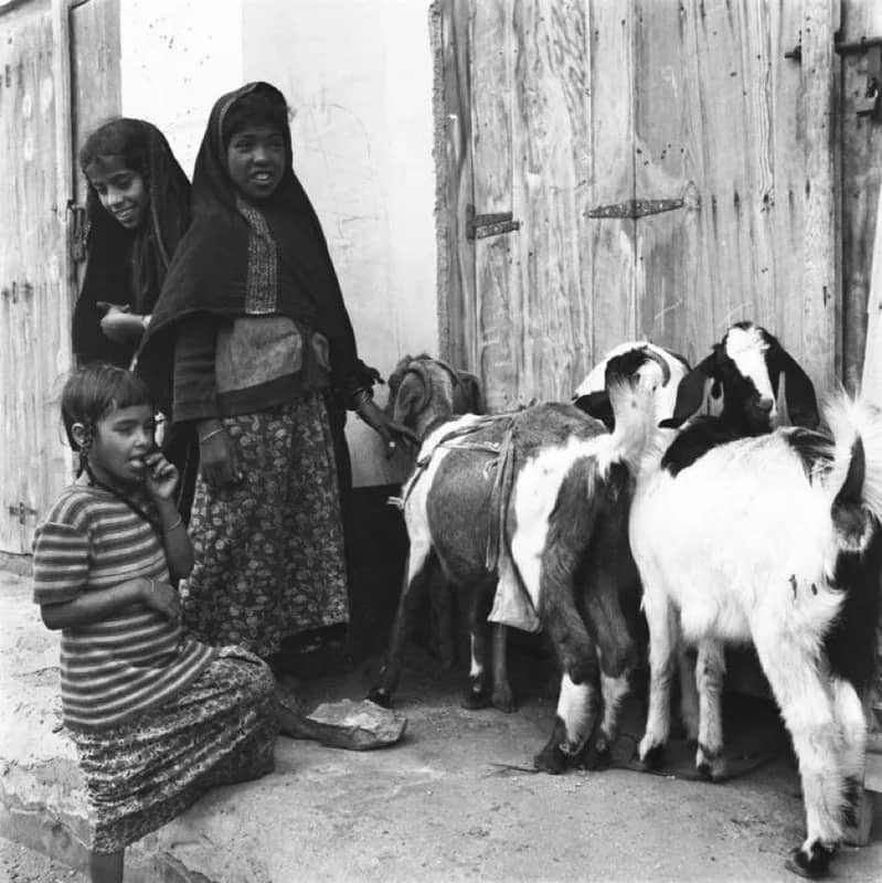 صورة لثلاث فتيات وأغنامهم بالقطيف قبل 60 عام