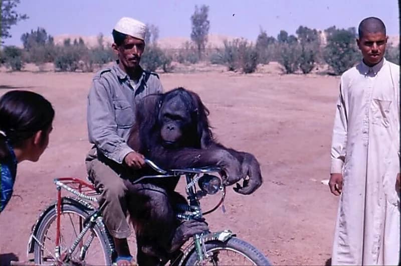 لقطة من حديقة الحيوانات بالرياض في الستينات الميلادية