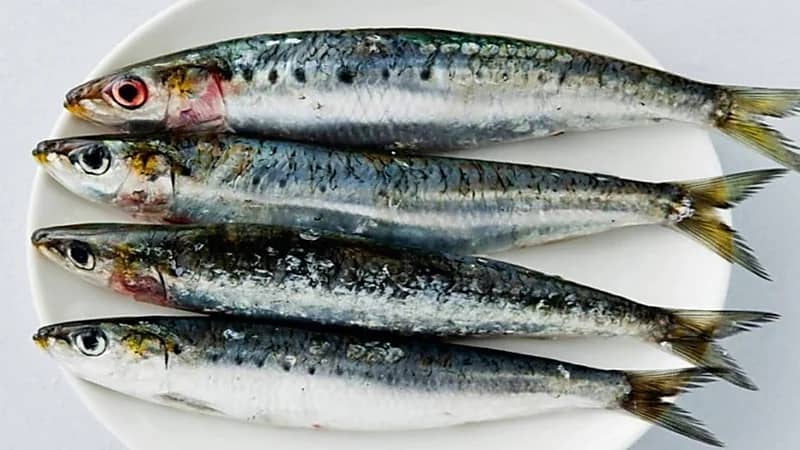 "مختص" يكشف عن أفضل 3  أنواع سمك تحارب الاكتئاب