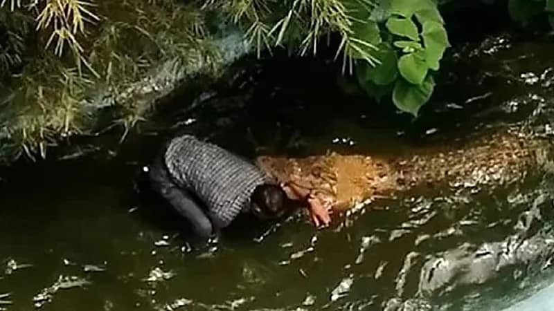 تمساح يهاجم سائح اعتقد أنه تمثال