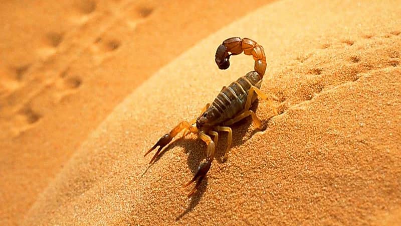خبير طقس يحذر من انتشار العقارب والثعابين في المملكة
