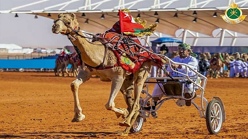شاهد.. استعراضات الهجانة السلطانية العمانية بمهرجان الملك عبدالعزيز للإبل