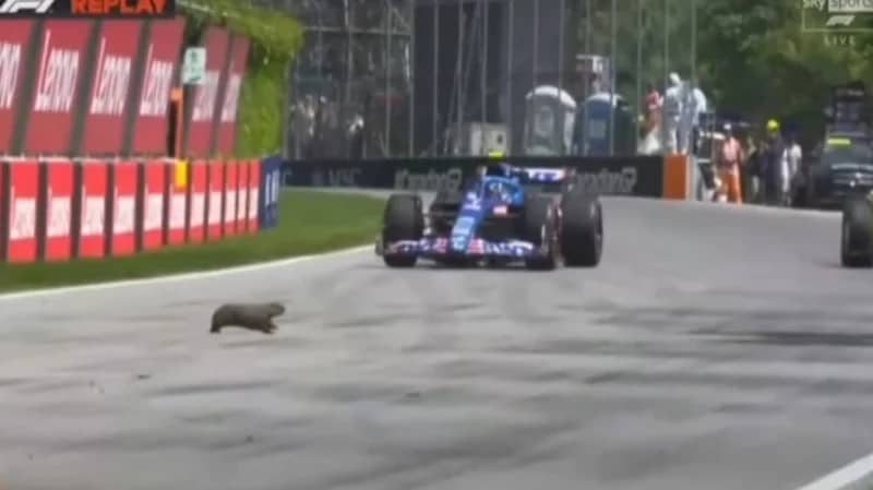 بالفيديو.. اقتحام قندس مضمار سباق فورملا 1