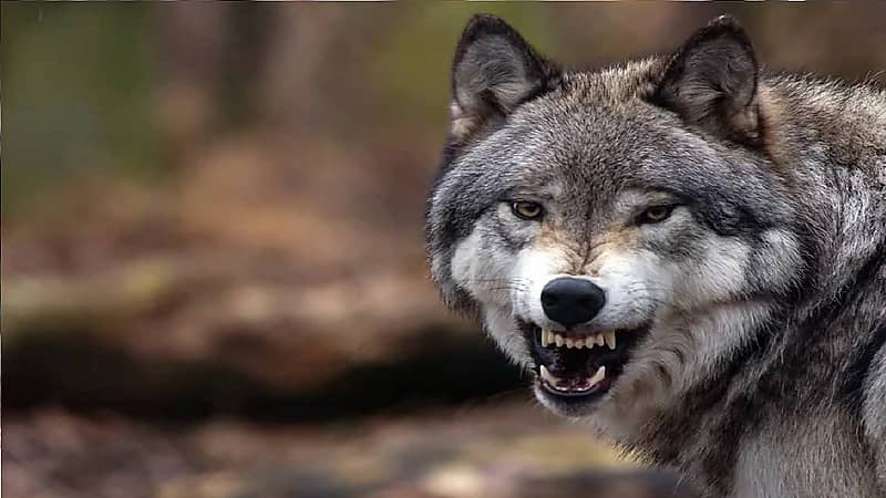 هروب غامض لذئاب من حديقة حيوان بكندا