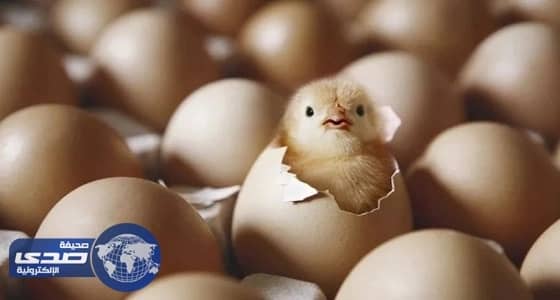 تعليق استيراد الطيور الحية من الفلبين ولاوس