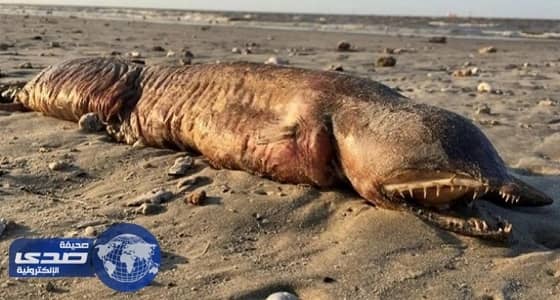تفاصيل اكتشاف جثة كائن بحري مرعب بعد إعصار هارفي