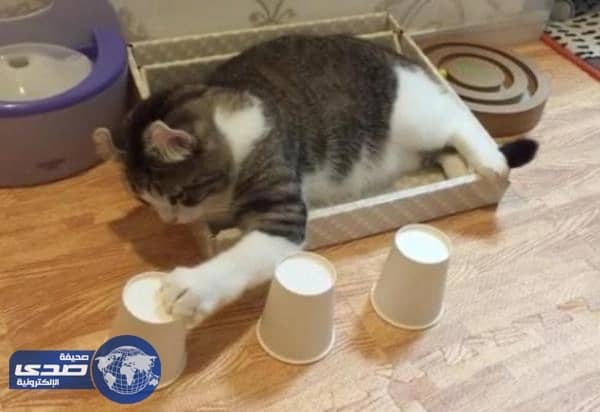 بالفيديو.. قط يتقن لعبة أختفاء الكرة تحت الأكواب