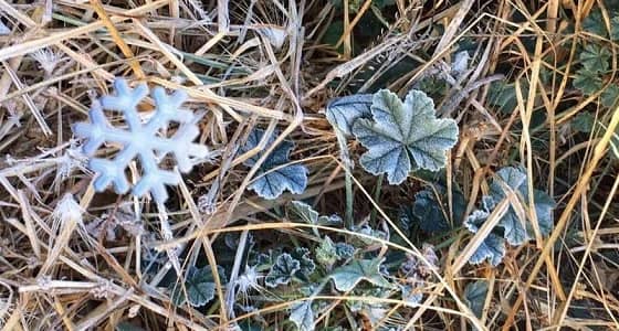 بالفيديو.. تجمد الندى فوق الأشجار بسبب موجة صقيع بـ"تمنية أبها"