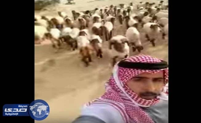 بالفيديو.. خروف ينهي فرحة صاحبة بإلتقاط سيلفي مع الأغنام