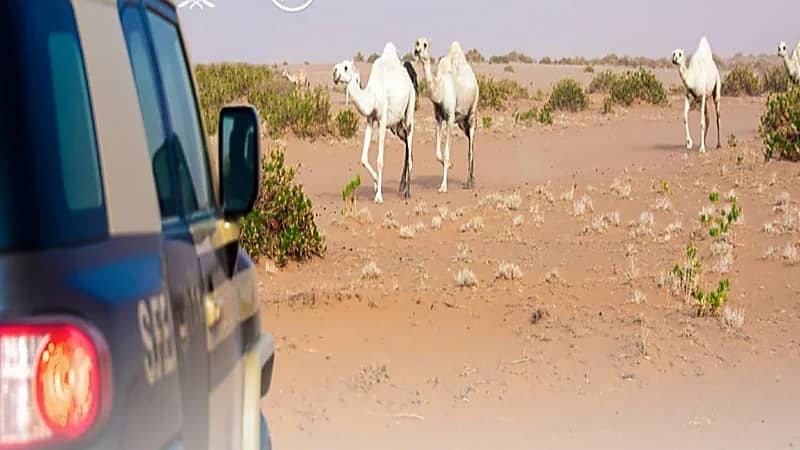 ضبط 29 مخالفًا لنظام البيئة لارتكابهم مخالفات رعي