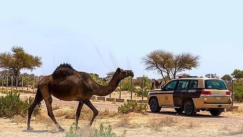 ضبط 111 مخالفًا لنظام البيئة لارتكابهم مخالفات رعي