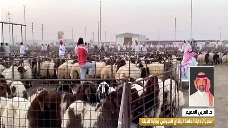 العربي العميم: نستهدف تأهيل ١٠٠٠ ‪ من النساء في عالم تربية الأغنام ومنتجات الثروة الحيوانية(فيديو(