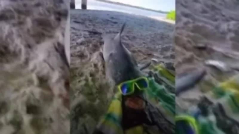 صورة لسمكة قرش ترتدي نظارة شمسية على الشاطئ تثير الجدل