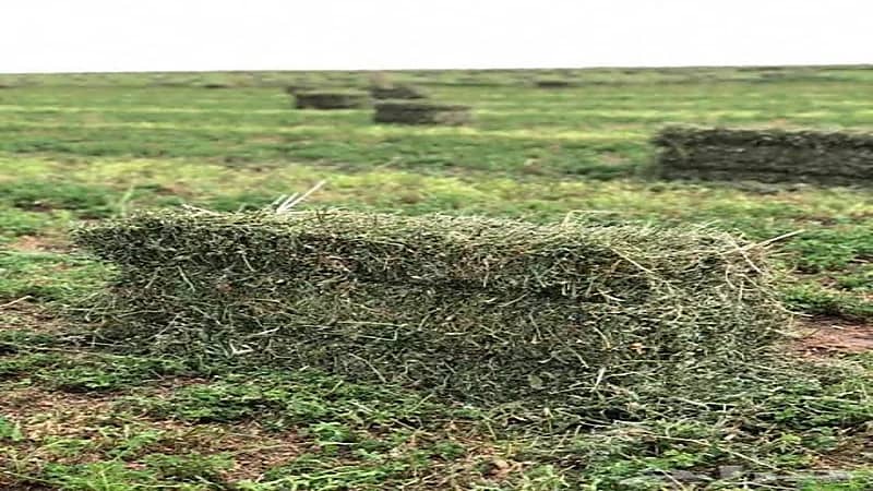 الإنتاج المعطل في الأعلاف المتكاملة بالمملكة يصل إلى 7.5 مليون طن