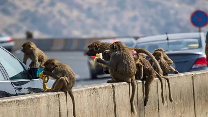 الحياة الفطرية توضح سر ظهور قرود البابون في الرياض 