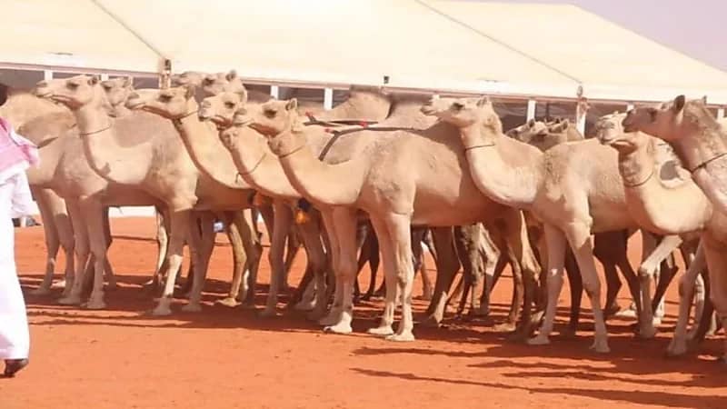 الكشف عن رسوم التسجيل في مهرجان جادة الإبل بتبوك