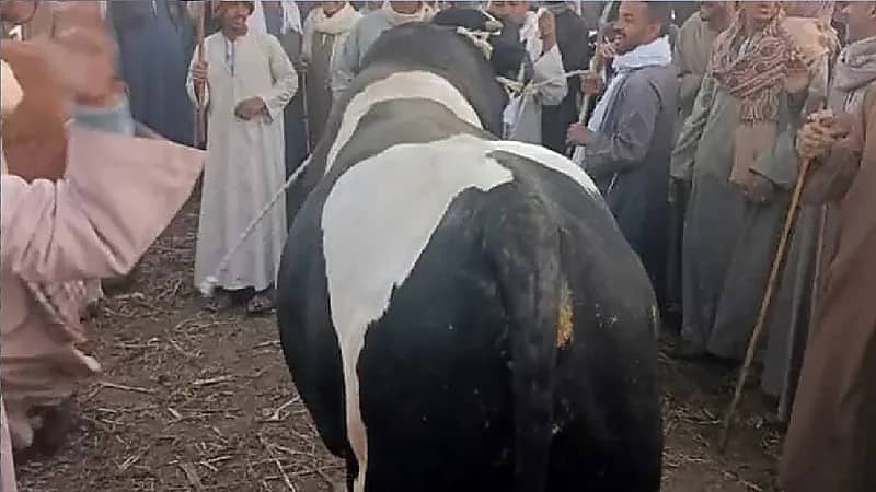 بيع أضخم ثور في مصر بثمن خرافي