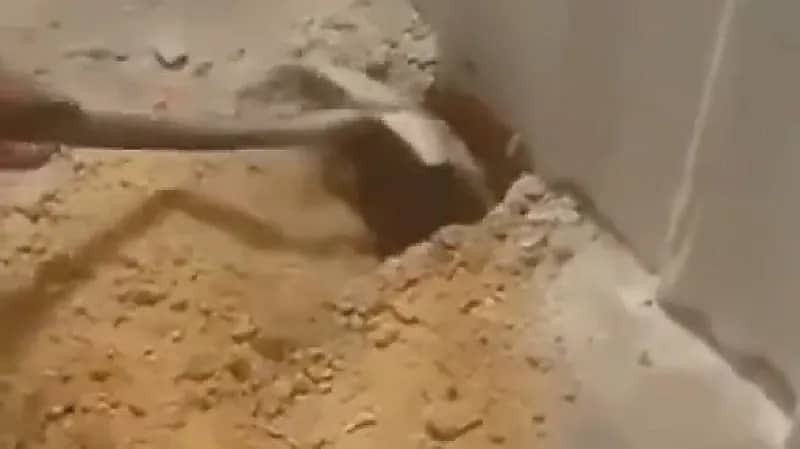 شاب يعثر على قط حي تحت الأرض بعد أسبوع من صب الخرسانة - فيديو