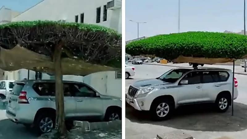 شاب يحول الشجرة لمظلة طبيعية لسيارته - فيديو
