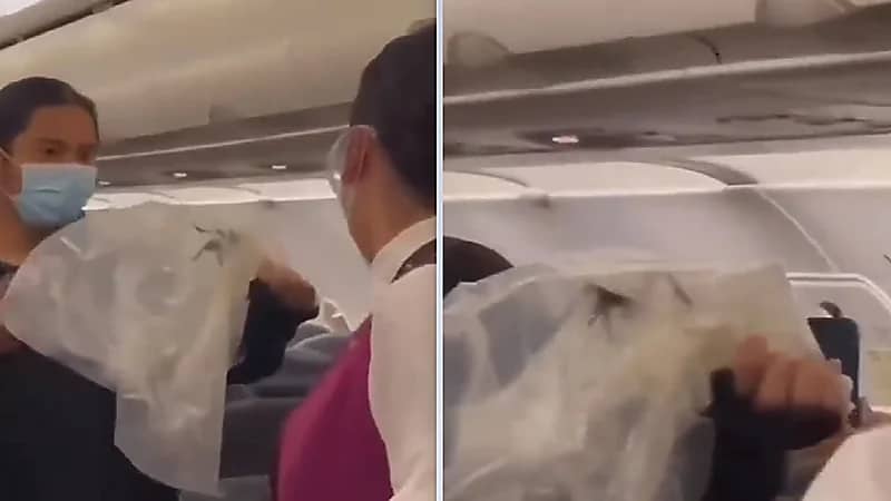 عنكبوت ضخم يثير الذعر على متن طائرة..فيديو