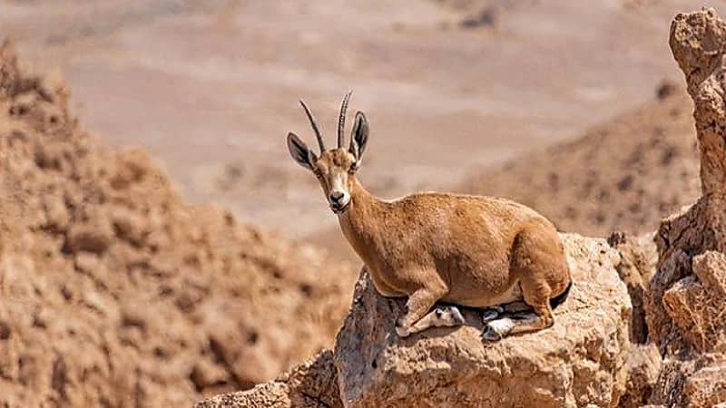 السجن 10 سنوات لمن يتاجر بالكائنات المهددة بالانقراض.. فيديو