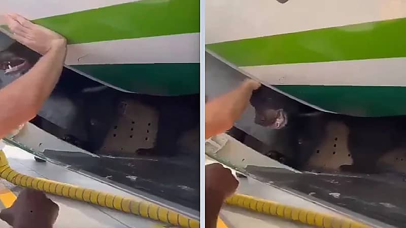 دب يثير الذعر على متن طائرة في دبي..فيديو