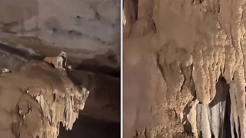 مواطن يتفاجأ بصوت نمر بعد دخوله كهف في صلالة .. فيديو