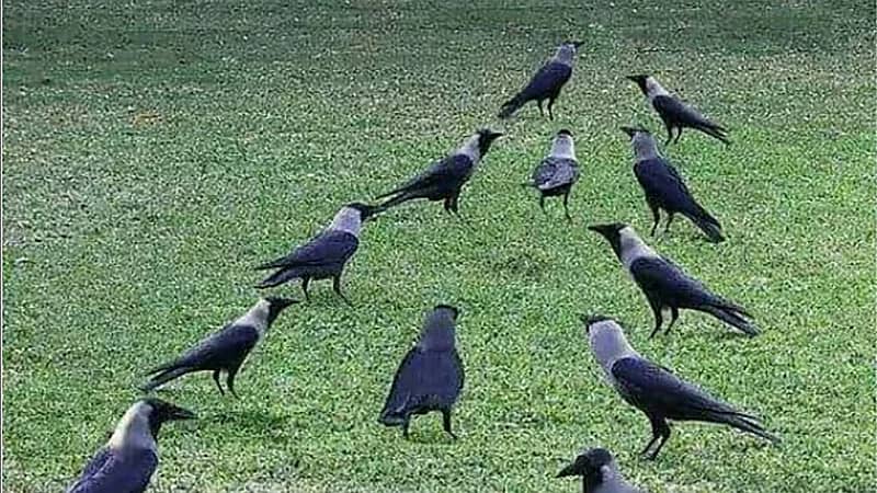 الغربان قادرة على أداء عمليات إحصائية معقدة.. فيديو