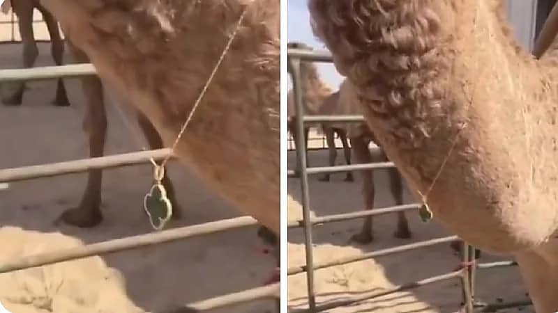 شخص يشتري سلسال ڤان كليف بـ 28 ألف ريال لناقته .. فيديو