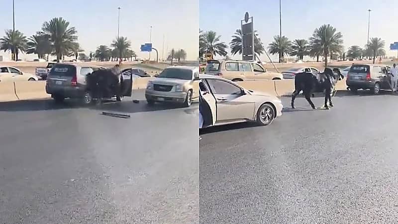 ثور هارب يطارد المارة والسيارت على الطريق بالرياض .. فيديو