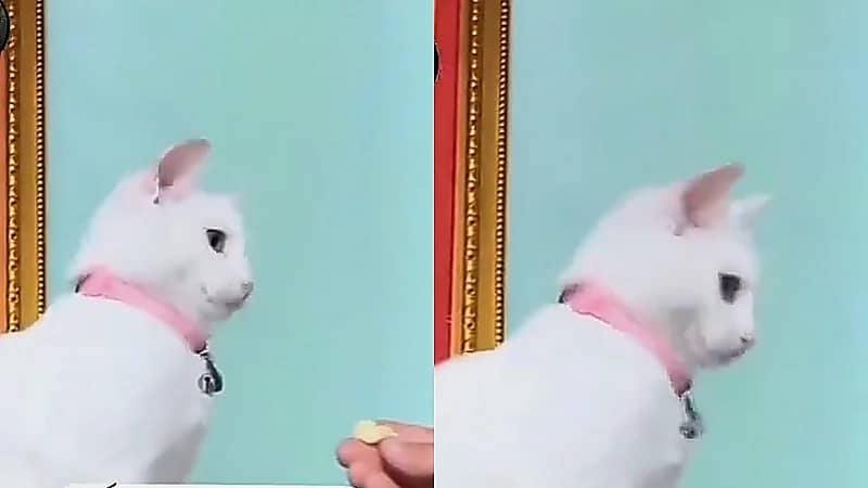 قطة ترفض الأشياء بطريقة طريفة بعدما عاشت مع عائلة هندية .. فيديو