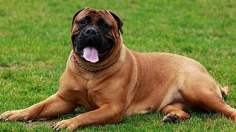 كلب يُنهي حياة صاحبته بطريقة مروعة .. صورة