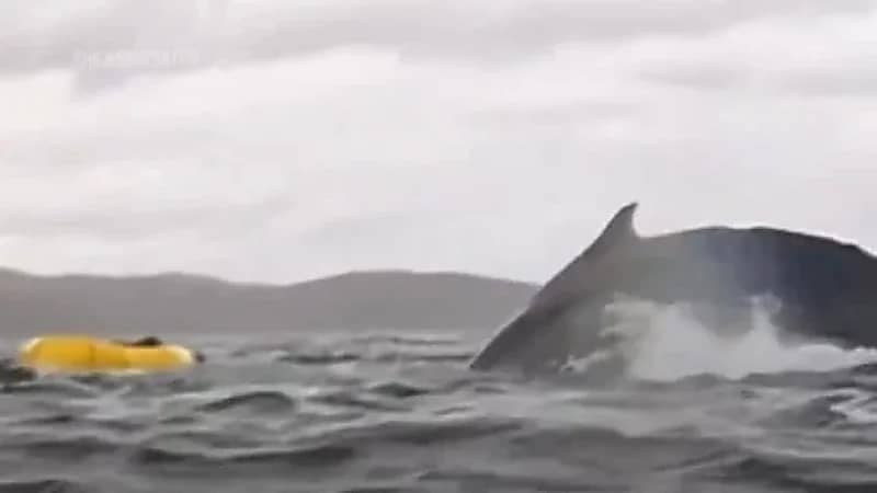 حوت أحدب يبتلع شابًا وقاربه ثم يلفظه سالمًا في مشهد مرعب .. فيديو