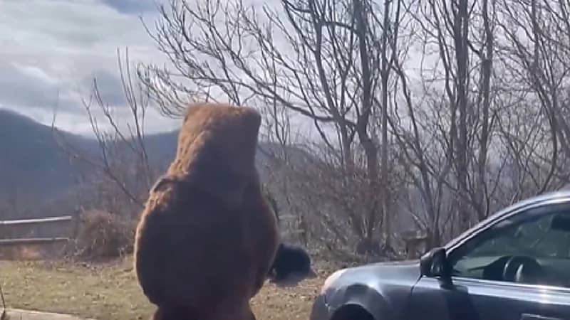 رجل يتنكر في زي دب ليطرد دباً حقيقياً من فناء منزله .. فيديو