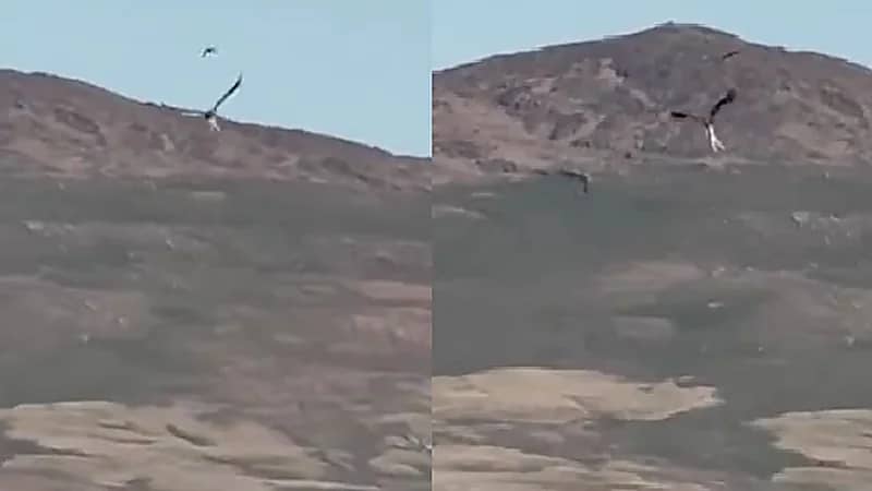 نسر يفاجأ مزارع ويخطف خروفا ويحلق به عاليا .. فيديو