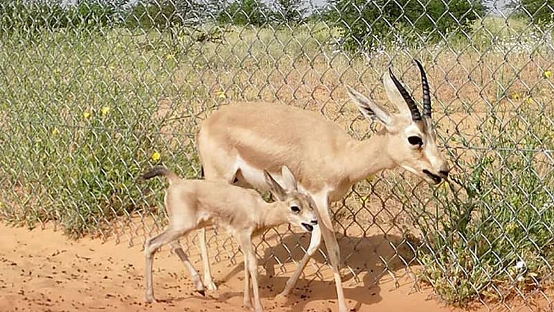 الحياة الفطرية تعلن ولادة 5 ظباء ريم بواحة بريدة