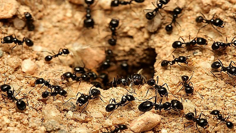 الحقيل: لا تستغرب كثرة الحشرات بعد أيام البرد الماضية