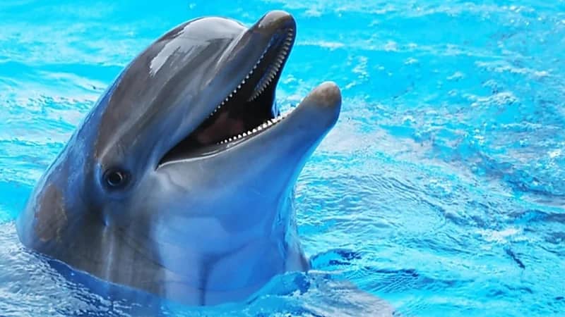 غوغل تطور نموذجًا ذكياً للتواصل مع الدلافين وفهم لغتها