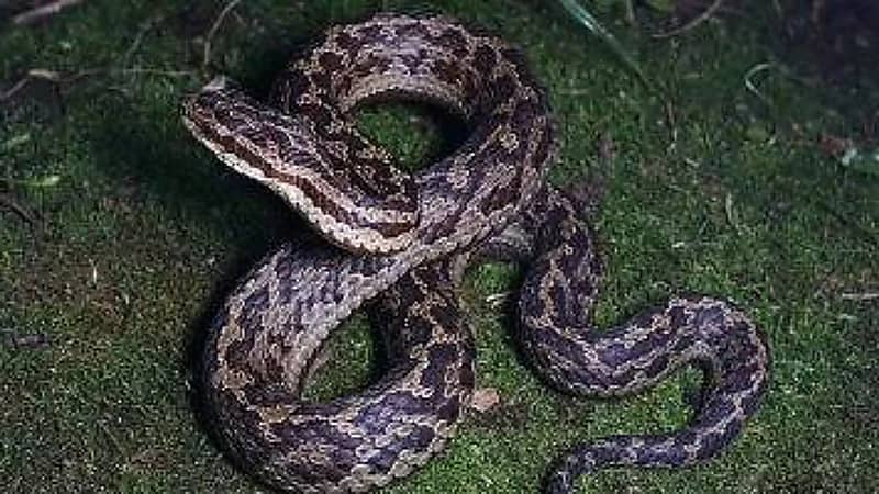 امرأة تقتل زوجها بالخنق مع عشيقها وتحاول التمويه بثعبان سام .. فيديو