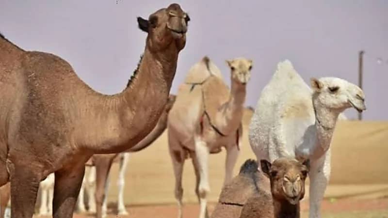 عائلة تطالب بدفع دية عشائرية غير تقليدية تعويضًا عن مقتل ابنها