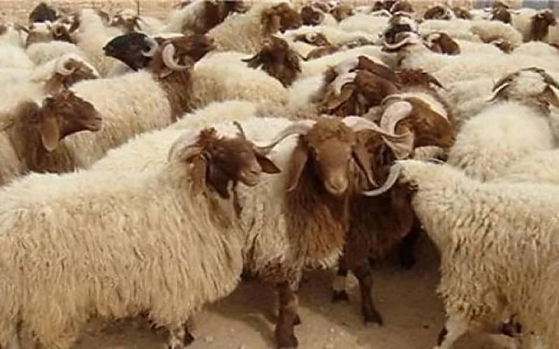 أسعار الأضاحي في المملكة