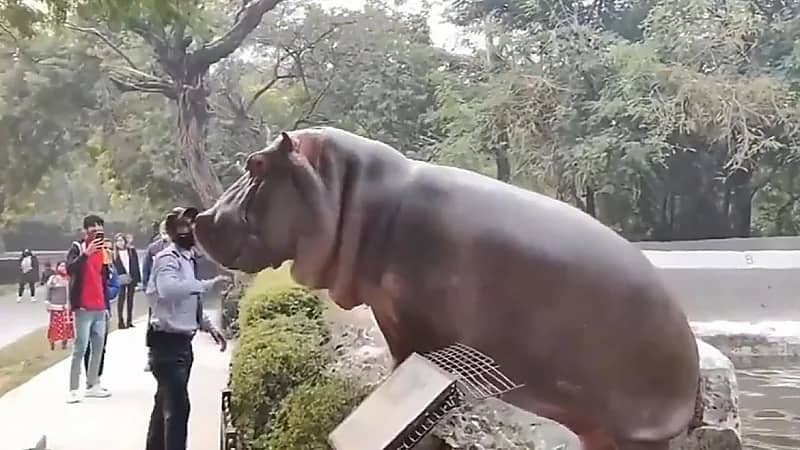 شجاعة حارس أمن تمنع فرس نهر من الهروب في حديقة الحيوانات .. فيديو