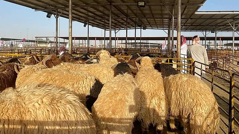 الحصان: قرار بيع المواشي بالوزن يحقق العدالة وللمستهلك حق إعادة الوزن .. فيديو