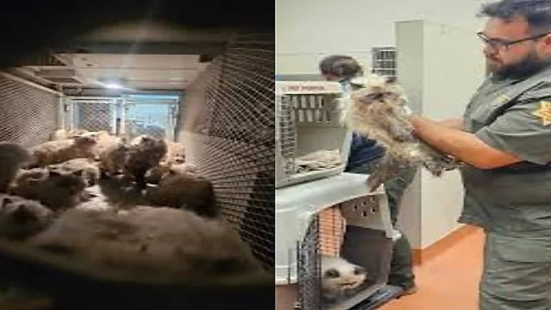 امرأة تثير الجدل بحبس 100 قطة في شاحنة مغلقة