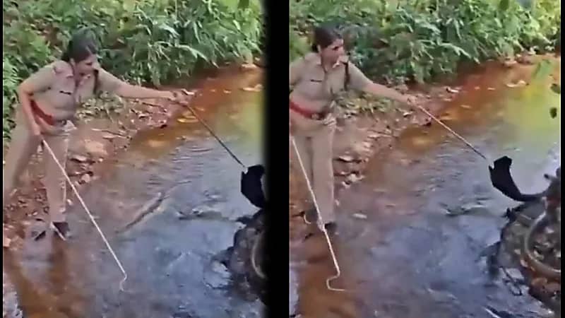 ‎شجاعة فتاة في مواجهة أخطر أفاعي العالم ..فيديو