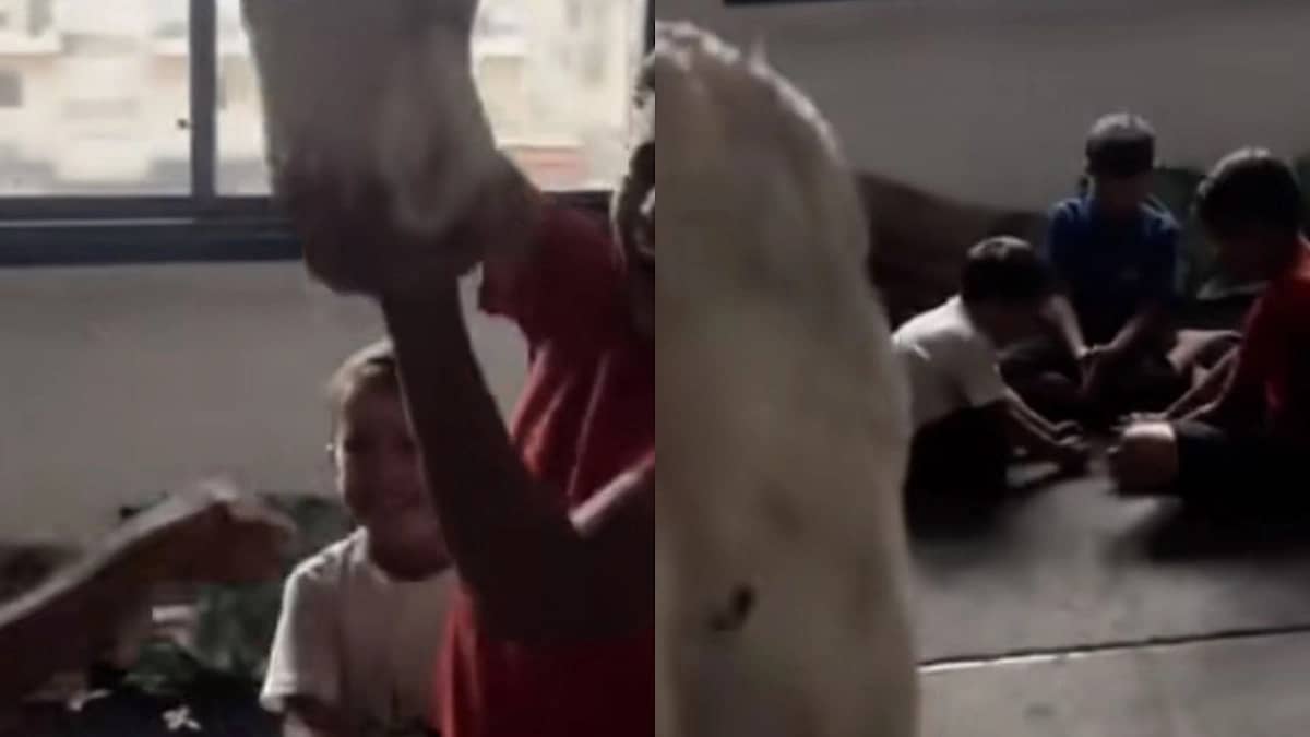 أطفال غزة يحتفلون برؤية الدجاج لأول مرة منذ عامين وسط معاناة الحصار   .. فيديو