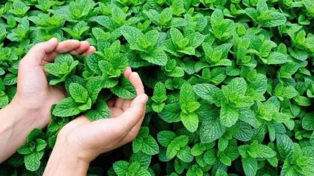 WhatsApp Image 2025-11-18 at 11.02.34 AM.jpeg