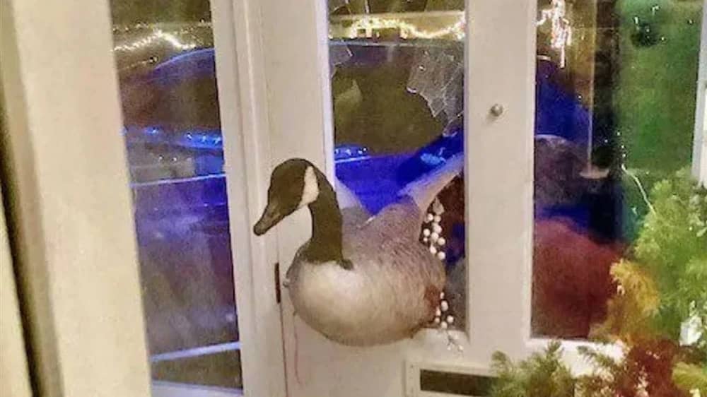 أوزة  تقتحم منزلًا في كندا وتثير الذعر